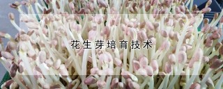 花生芽培育技术,第1图