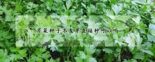 芹菜种子不发芽直接种可以吗,第1图