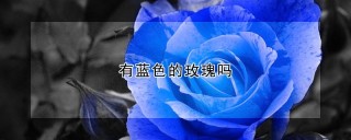 有蓝色的玫瑰吗,第1图