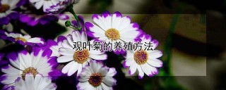 观叶菊的养殖方法,第1图