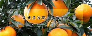 爱媛果冻橙几月份成熟,第1图