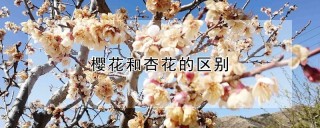 樱花和杏花的区别,第1图