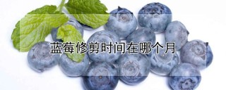 蓝莓修剪时间在哪个月,第1图