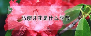 马缨开花是什么季节,第1图