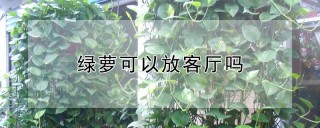 绿萝可以放客厅吗,第1图