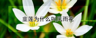 韭莲为什么叫风雨花,第1图