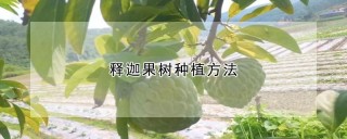 释迦果树种植方法,第1图