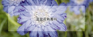蓝盆花有毒吗,第1图