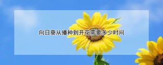 向日葵从播种到开花需要多少时间,第1图