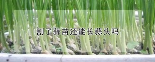 割了蒜苗还能长蒜头吗,第1图