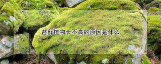 苔藓植物长不高的原因是什么,第1图