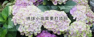 绣球小苗需要打顶吗,第1图