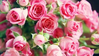 33朵粉玫瑰花语是什么,第1图