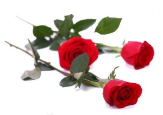 玫瑰花朵数代表的含义，玫瑰花寓意和象征,第1图