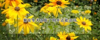 菊花冬天冻死了明年还能活吗,第1图