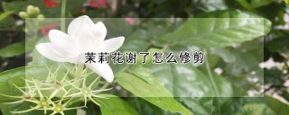 茉莉花谢了怎么修剪,第1图