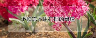 不怕冻不用打理的绿植,第1图