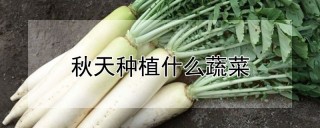 秋天种植什么蔬菜,第1图