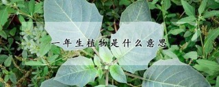 一年生植物是什么意思,第1图