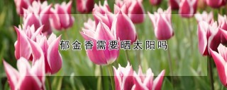 郁金香需要晒太阳吗,第1图