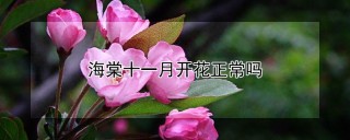 海棠十一月开花正常吗,第1图