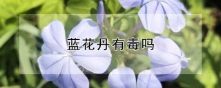 蓝花丹有毒吗,第1图