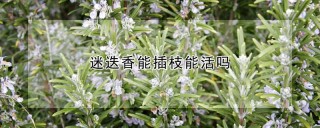 迷迭香能插枝能活吗,第1图