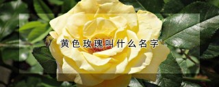 黄色玫瑰叫什么名字,第1图