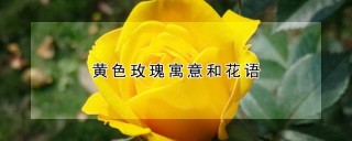 黄色玫瑰寓意和花语,第1图