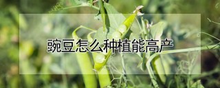 豌豆怎么种植能高产,第1图