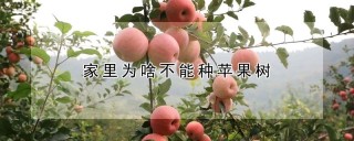 家里为啥不能种苹果树,第1图