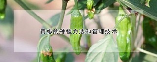 青椒的种植方法和管理技术,第1图