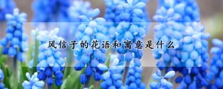 风信子的花语和寓意是什么,第1图