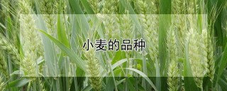 小麦的品种,第1图