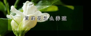 茉莉花怎么养殖,第1图