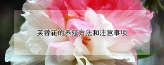 芙蓉花的养殖方法和注意事项,第1图