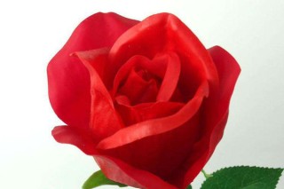 22朵玫瑰花花语是什么,第2图