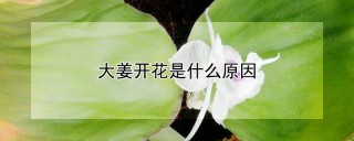 大姜开花是什么原因,第1图