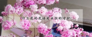 什么花的花语是永恒的守护,第1图