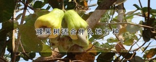 腰果树适合什么地方种,第1图