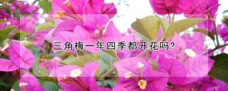 三角梅一年四季都开花吗?,第1图