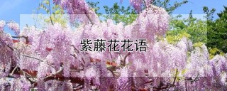 紫藤花花语,第1图