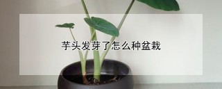 芋头发芽了怎么种盆栽,第1图