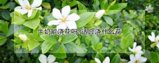 牛奶能浇花吗?适合浇什么花,第1图