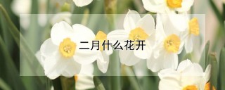 二月什么花开,第1图