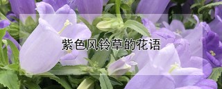 紫色风铃草的花语,第1图