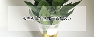 水养观音竹茎部干瘪怎么办,第1图