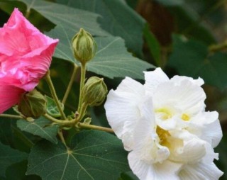 白色芙蓉花花语是什么，代表着早熟、纤细之美、纯洁,第3图