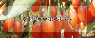 零下几度会冻死枸杞树,第1图