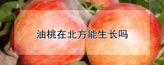 油桃在北方能生长吗,第1图